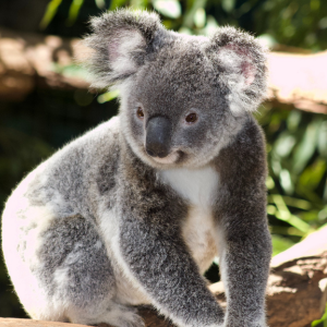 This is a Koala