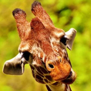 This is a picture of a giraffe!